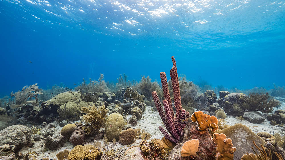 Shallow coral reef teeming with fish at Electric Beach, Oahu