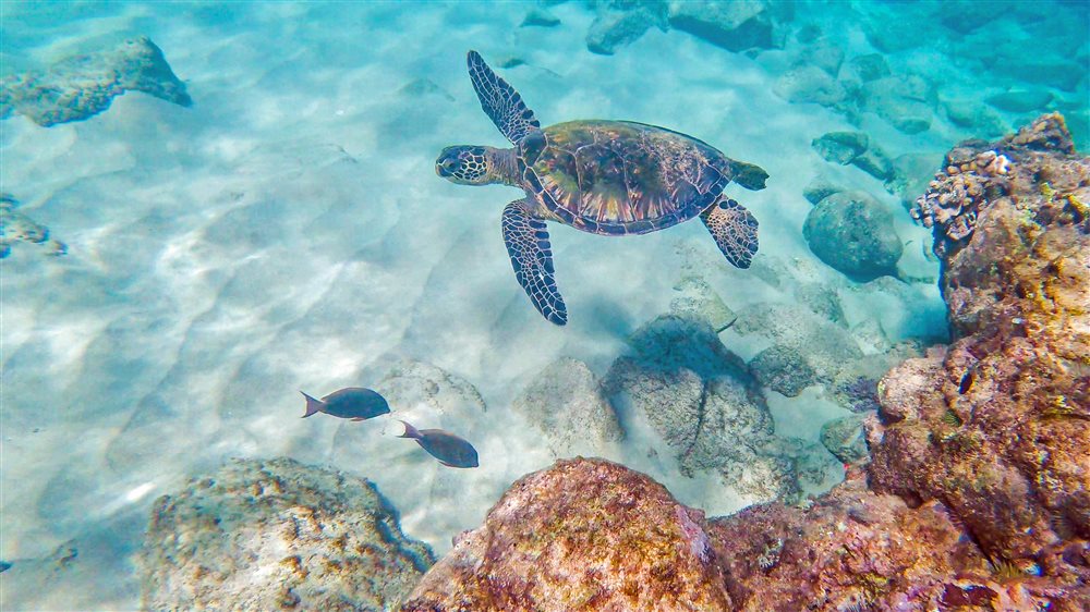 A first-time snorkeler floating calmly over a shallow Waikiki reef with a green sea turtle below