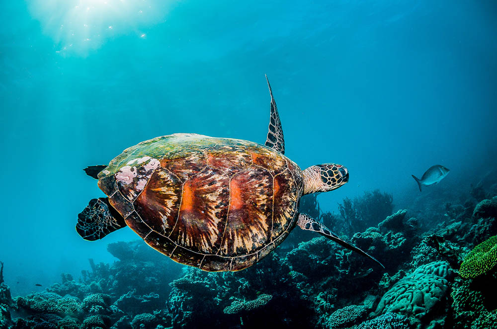 Green sea turtle gliding over the reef at Turtle Canyon, Oahu