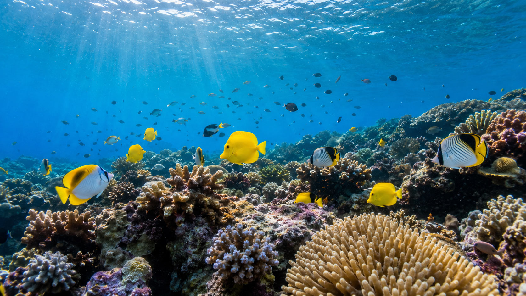 Colorful tropical reef fish swimming over coral in clear Waikiki water